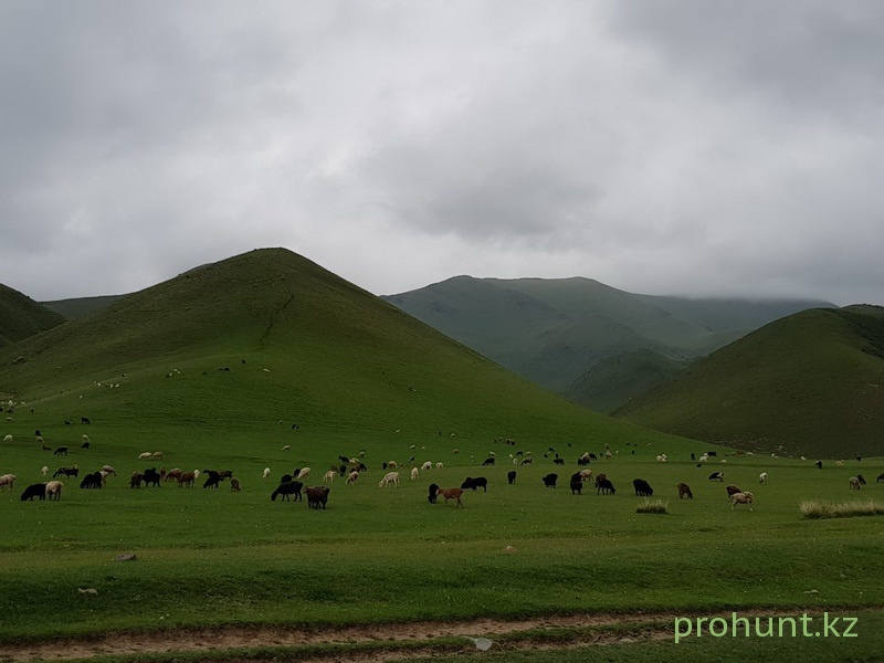 печень сурка можно ли есть