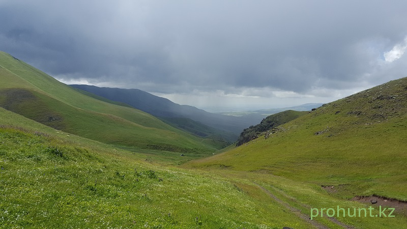 печень сурка можно ли есть