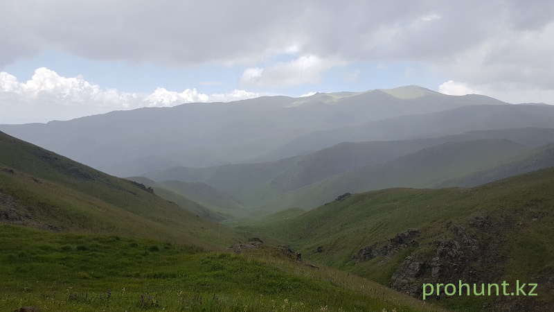 печень сурка можно ли есть