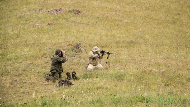 печень сурка можно ли есть