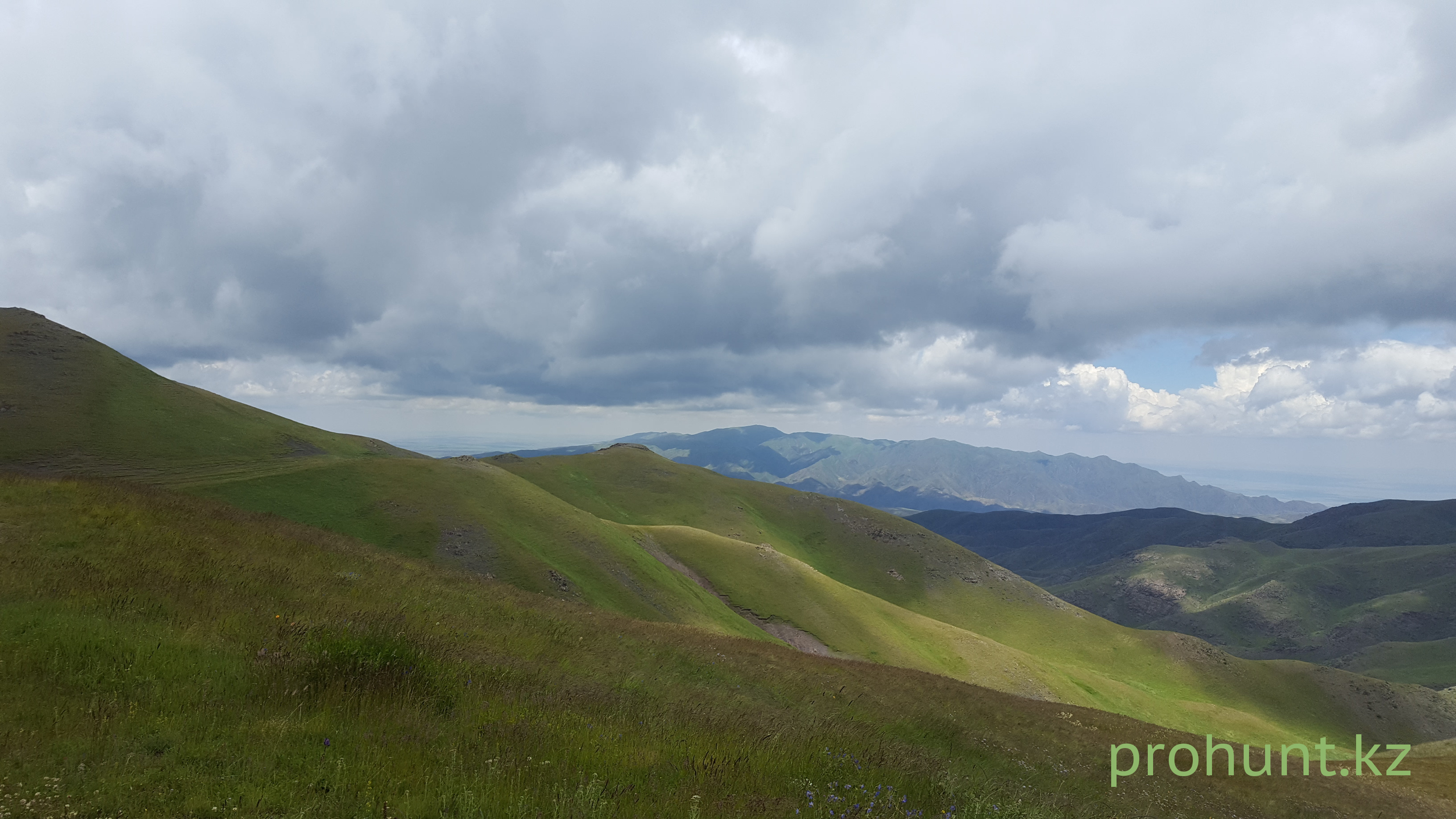 печень сурка можно ли есть