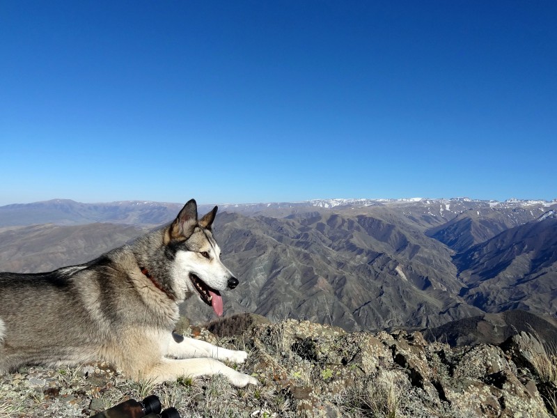 Собака гордые. Лайка горный Алтай фото.